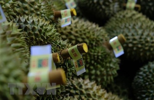Khai mạc “Lễ hội trái cây và giới thiệu sầu riêng Việt Nam” tại Thiên Tân, Trung Quốc - ảnh 1