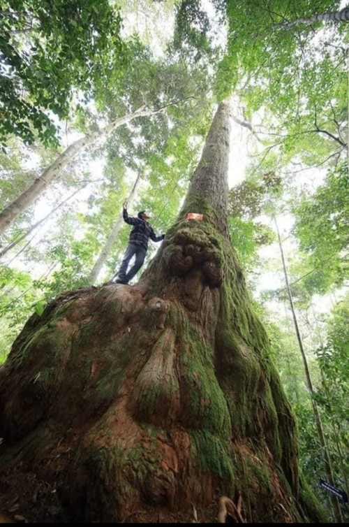Huyện Tây Giang, tỉnh Quảng Nam bảo vệ, phát triển rừng gắn với sinh kế người dân - ảnh 5
