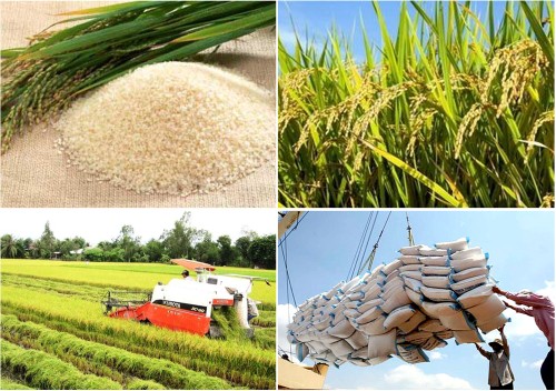 Chỉ thị của Thủ tướng về đẩy mạnh sản xuất, kinh doanh lúa, gạo bền vững - ảnh 1
