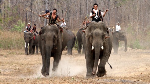 Приручение слонов – традиционный промысел народности М’Нонг - ảnh 3