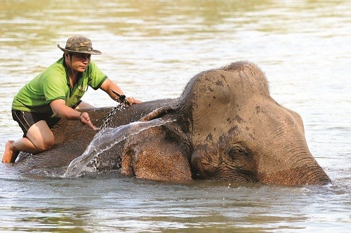 Приручение слонов – традиционный промысел народности М’Нонг - ảnh 1
