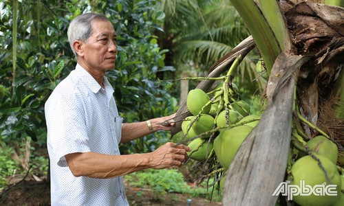 Пенсионер Ле Ван Донг - отличный садовод и общественный активист - ảnh 1