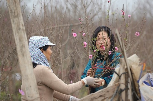 Крестьяне торопятся выращивать персиковые деревья и декоративные мандарины для Тэта - ảnh 1