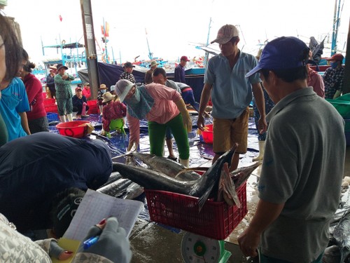 Рыбаки южной части Центрального Вьетнама получили большой улов во время Тэта - ảnh 1