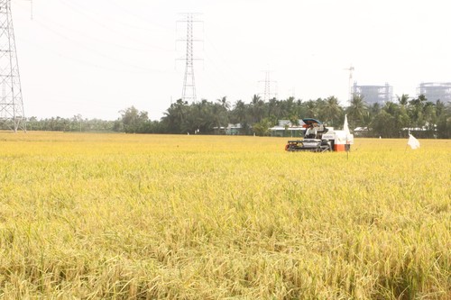 Провинция Шокчанг борется с засолением почв для сохранения зимне-весеннего урожая риса - ảnh 1