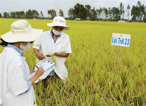 Создание и устойчивое развитие брендов специфических продуктов Дельты реки Меконг - ảnh 1