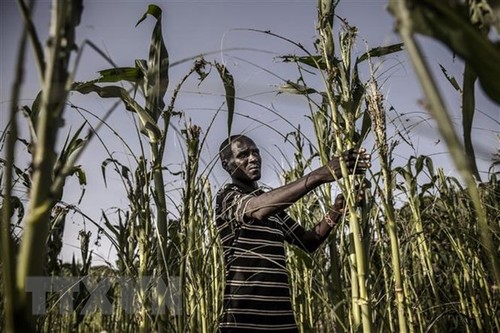 ООН приняла резолюцию, призывающую разрешить глобальный продовольственный кризис - ảnh 1