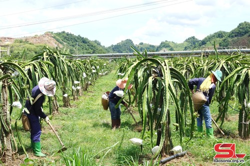 Крестьяне провинции Шонла создают коды посевных площадей для содействия экспорту сельхозпродукции - ảnh 1