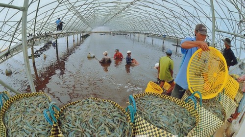 九龙江平原地区在气候变化条件下发展养虾业 - ảnh 3