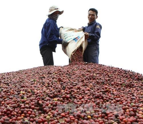多乐省可持续生产咖啡 - ảnh 2