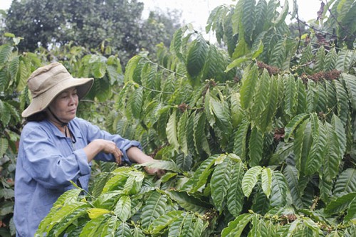 多乐省可持续生产咖啡 - ảnh 1