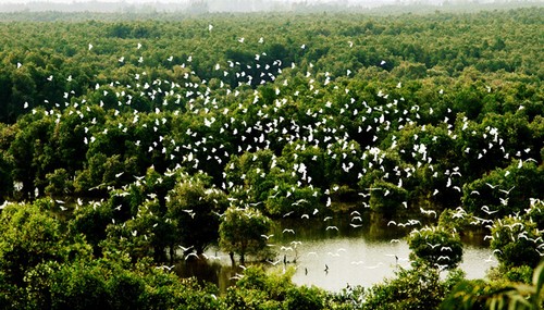 同塔梅最具魅力的生态旅游区——高琼 - ảnh 1