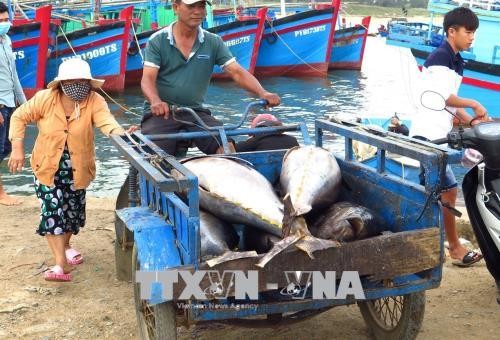 CPTPP对越南农民和渔民产生积极影响 - ảnh 1