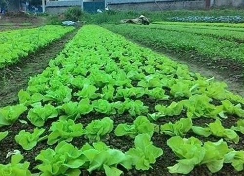 无公害蔬菜种植和蜜蜂养殖模式帮助河江省农民脱贫 - ảnh 1