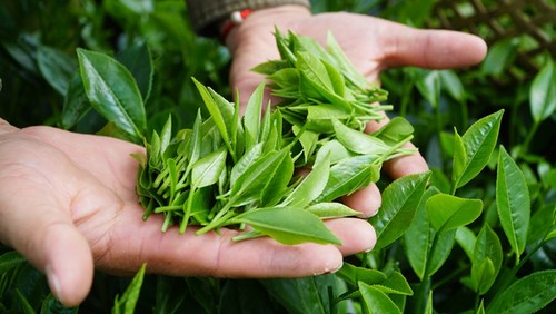 黎山海为太原茶产品打开新的发展方向 - ảnh 2