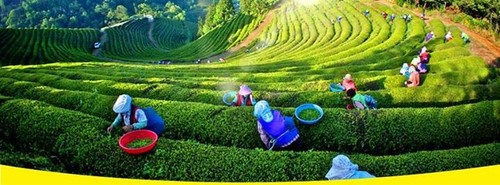 Sôi động Lễ hội trà Đại Từ, Thái Nguyên  - ảnh 1