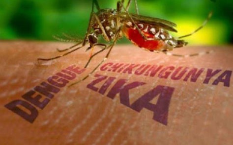 Phụ nữ tuổi sinh đẻ đi từ vùng dịch Zika về Việt Nam sẽ được xét nghiệm miễn phí - ảnh 1