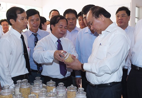 Thủ tướng Nguyễn Xuân Phúc thăm, làm việc tại Viện lúa Đồng bằng Sông Cửu Long - ảnh 1