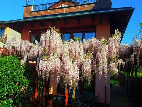 Vườn hoa tuyệt đẹp của người Việt tại Praha - ảnh 10