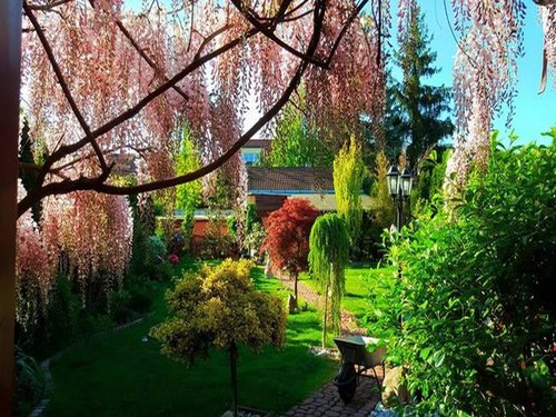 Vườn hoa tuyệt đẹp của người Việt tại Praha - ảnh 2