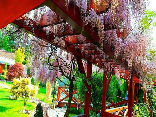 Vườn hoa tuyệt đẹp của người Việt tại Praha - ảnh 7