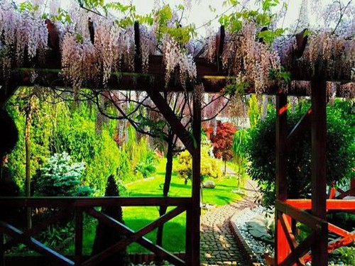 Vườn hoa tuyệt đẹp của người Việt tại Praha - ảnh 9