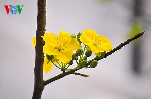 Lễ hội hoa Anh đào – Mai vàng Yên Tử diễn ra từ ngày 24-28/03 - ảnh 1