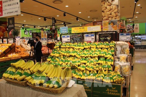 Chính thức đưa sản phẩm chuối Việt Nam vào chuỗi siêu thị Lotte Hàn Quốc - ảnh 1