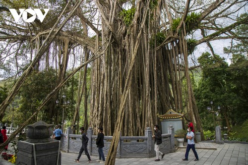 Vẻ đẹp của cây đa cổ khổng lồ có tuổi đời trên 300 năm tuổi - ảnh 12