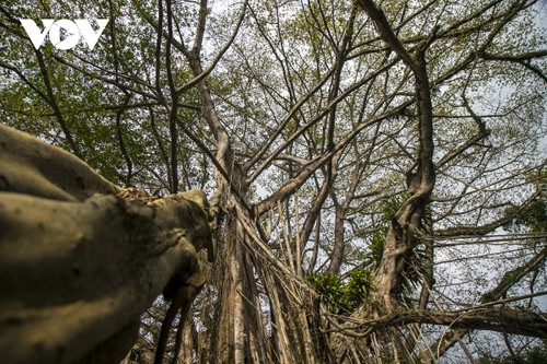 Vẻ đẹp của cây đa cổ khổng lồ có tuổi đời trên 300 năm tuổi - ảnh 14