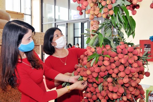 Bắc Giang mở rộng tiêu thụ và xuất khẩu vải thiều - ảnh 1