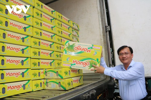Xoài keo Việt Nam lần đầu tiên xuất khẩu sang Hàn Quốc - ảnh 1