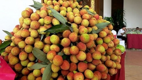 Vietnamese seedless lychees reach out to Japan, UK consumers - ảnh 1