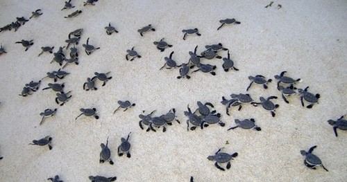 Con Dao becomes important sea turtle conservation area of the world - ảnh 2
