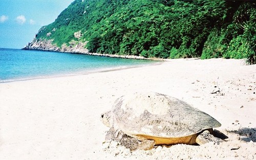Con Dao becomes important sea turtle conservation area of the world - ảnh 1
