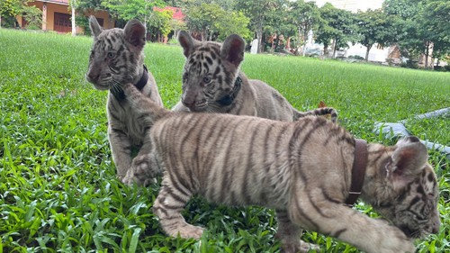 Bengal tiger gives birth to quintuplets at Dong Nai Zoo - ảnh 1