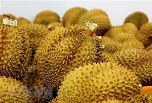 Durian export brings home 1.63 billion USD in 9 months - ảnh 1