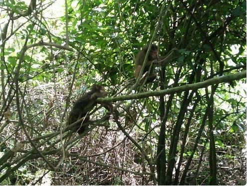 Ten rare monkeys released into the wild at Phong Nha-Ke Bang National Park - ảnh 1