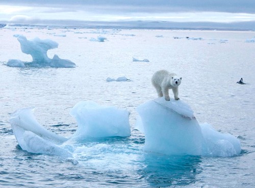 На Северном полюсе самая высокая температура за последние 115 лет - ảnh 1