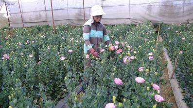 Далат – город цветочных фестивалей - ảnh 4