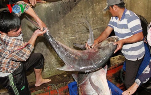 Вьетнам призвал обеспечить безопасность рыбаков в море  - ảnh 1