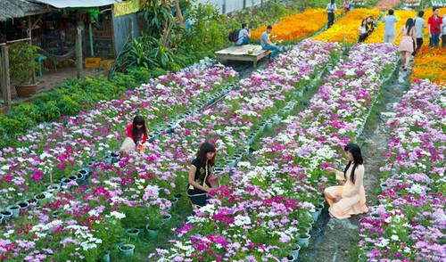 Предновогодние дни в цветочных садах в районе Донгтхап-Мыой - ảnh 1