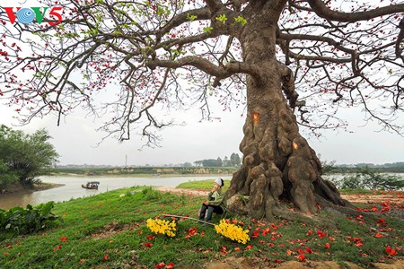 Пышные цветы хлопкового дерева в дельте Красной реки - ảnh 15