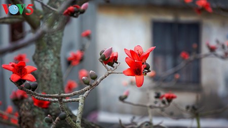 Пышные цветы хлопкового дерева в дельте Красной реки - ảnh 6