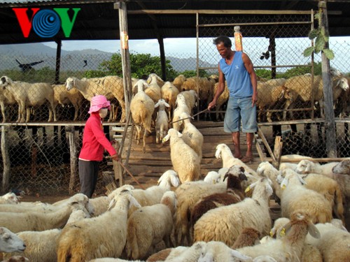 Развитие животноводства в соответствии с социально-экономическим развитием страны - ảnh 1
