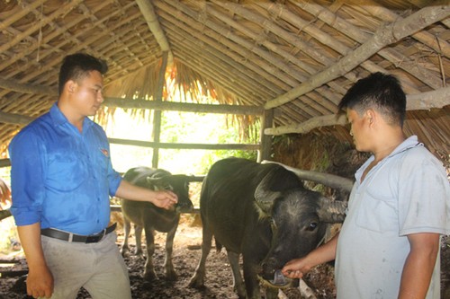Уезд Куангбинь провинции Хазянг эффективно использует льготные кредиты для развития сельского хозяйства - ảnh 2