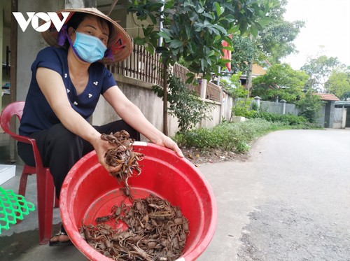 Восстановление мангрового леса Донгруй в провинции Куангнинь - ảnh 2