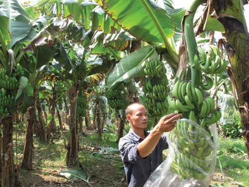 เกษตรกรตำบลหวยลวง จังหวัดลายโจว์หลุดพ้นจากความยากจนด้วยการปลูกกล้วย - ảnh 1