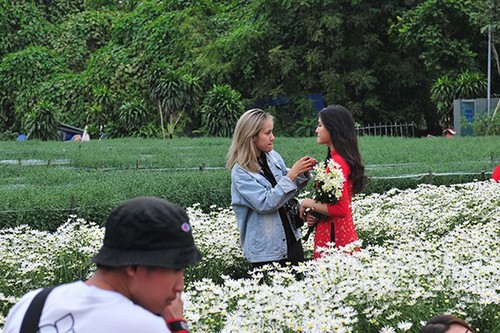 Young people flock to witness ox-eye daisy gardens in Hanoi - ảnh 3