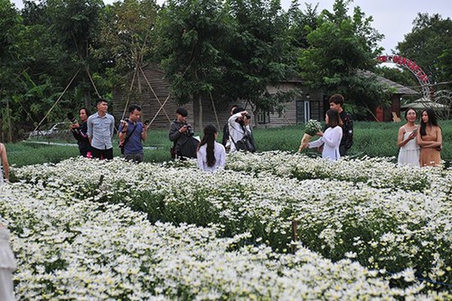 Young people flock to witness ox-eye daisy gardens in Hanoi - ảnh 5